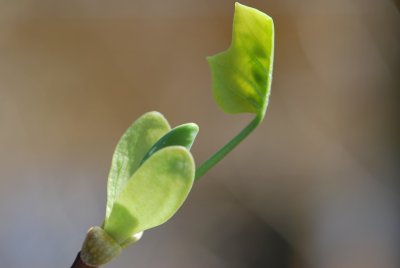 Liriodendron tulipifera 'Aureomarginatum' - liliovník tulipánokvětý'Aureomarginatum' - jarní pučení (2)